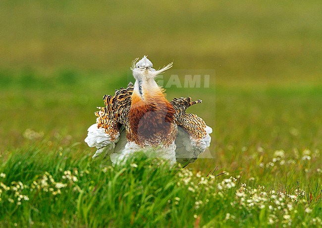 Baltsende Grote Trap; Great Bustard (Otis tarda) in courtship stock-image by Agami/Oscar Díez,