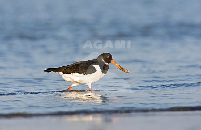 Scholekster met scheermes in branding; Eurasian Oystercatcher with razor in surf stock-image by Agami/Marc Guyt,