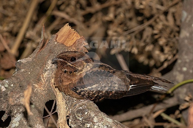 Black-shouldered Nightjar (Caprimulgus pectoralis nigriscapularis) resting on a log during the night. Subspecies of Fiery-necked nightjar. stock-image by Agami/Pete Morris,