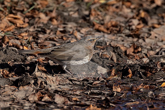 First year Red-throated Trush (Turdus ruficollis) on ground drinking, found near Ulaanbaatar in Mongolia stock-image by Agami/Mathias Putze,
