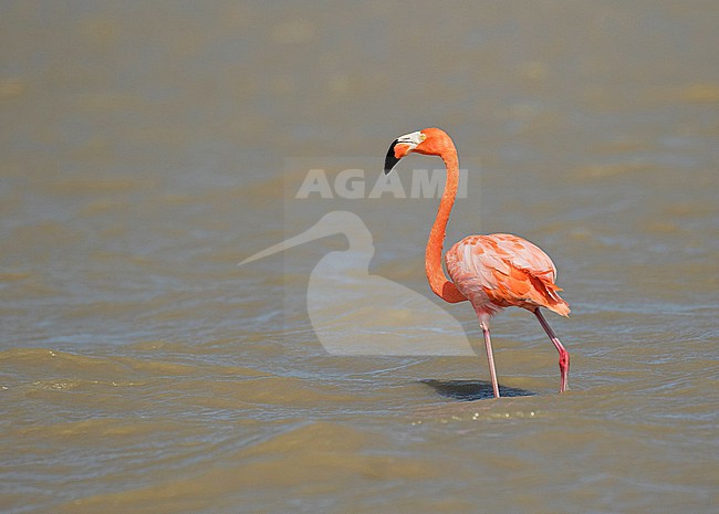 American Flamingo (Phoenicopterus ruber ) in Colombia. stock-image by Agami/Pete Morris,