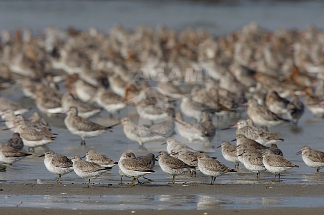 Kanoeten in de waddenzee; Red Knots in the waddensea stock-image by Agami/Arie Ouwerkerk,