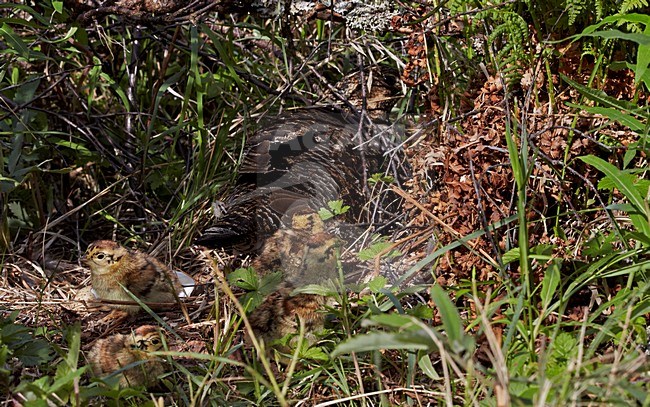 Vrouwtje Korhoen op nest met jongen, Black Grouse female on nest with chicks stock-image by Agami/Markus Varesvuo,
