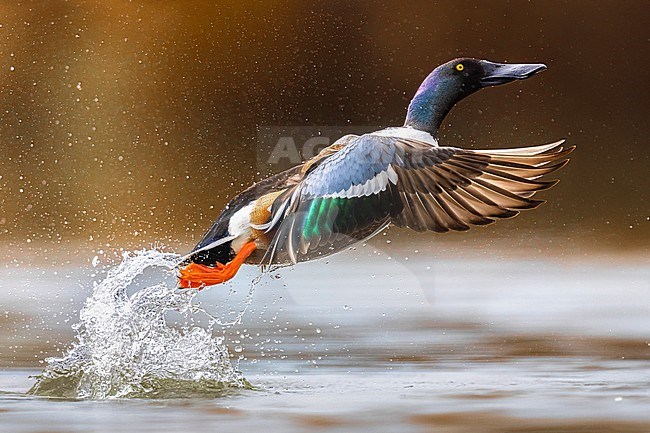 Male Northern Shoveler (Spatula clypeata) in Italy. stock-image by Agami/Daniele Occhiato,
