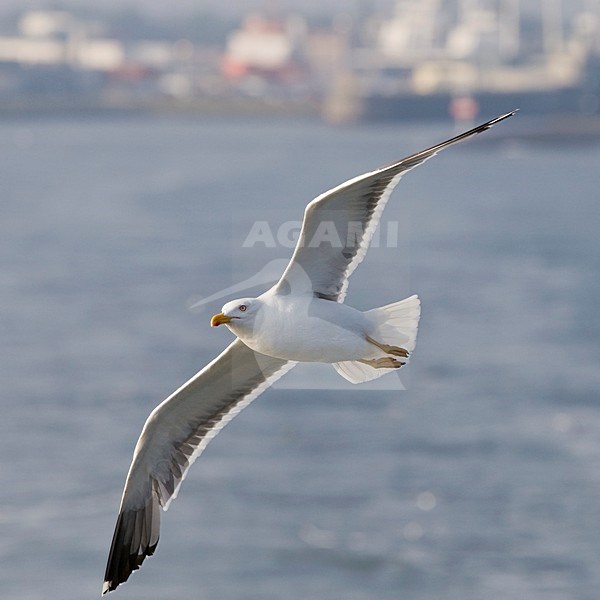 Kleine Mantelmeeuw vliegend in haven Den Helder Nederland, Lesser Black-backed Gull in flight Netherlands stock-image by Agami/Wil Leurs,