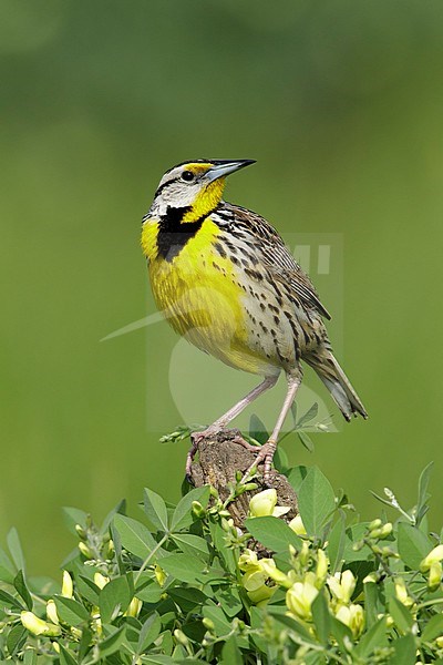 Adult Eastern Meadowlark (Sturnella magna) in breeding plumage in Galveston Co., Texas, USA during spring. stock-image by Agami/Brian E Small,