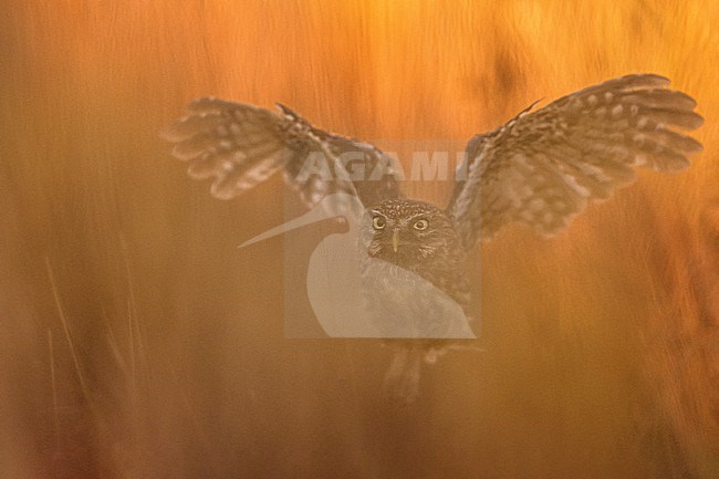 Little Owl (Athene noctua) in Italy. stock-image by Agami/Daniele Occhiato,