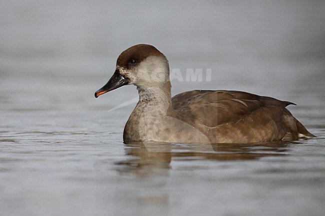 Zwemmend vrouwtje Krooneend; Swimming female Red-crested Pochard stock-image by Agami/Chris van Rijswijk,
