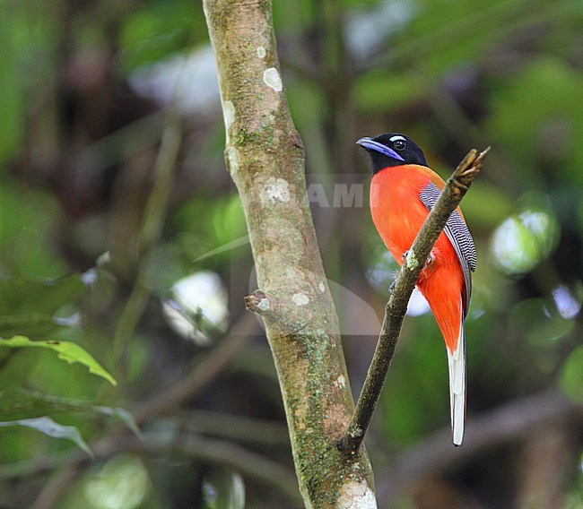 Male Scarlet-rumped Trogon (Harpactes duvaucelii) perched in a tall tree in a tropical lowland forest around Borneo Rainforest lodge in Danum Valley, Sabah, Malaysia. stock-image by Agami/James Eaton,