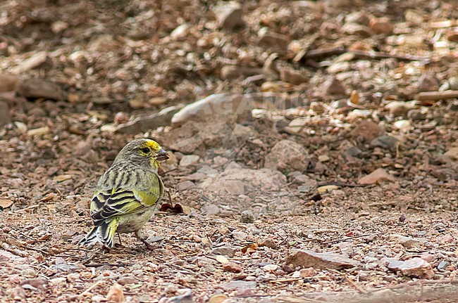 Syrian Serin, Serinus syriacus, possibly a second calender year male, perched in the ground in Israel. stock-image by Agami/Yoav Perlman,