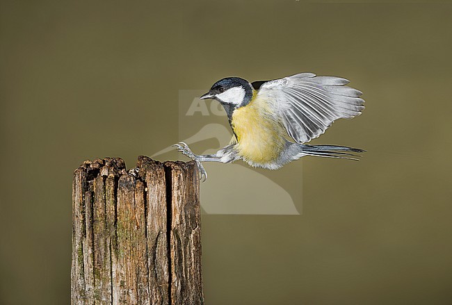 Great Tit flying. Koolmees vliegend stock-image by Agami/Alain Ghignone,