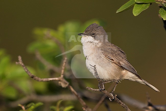 Adult Hume's Whitethroat (Sylvia althaea) during spring in Tajikistan. stock-image by Agami/Ralph Martin,