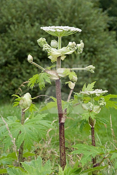 Reuzenbereklauw; Giant Hogweed stock-image by Agami/Arnold Meijer,