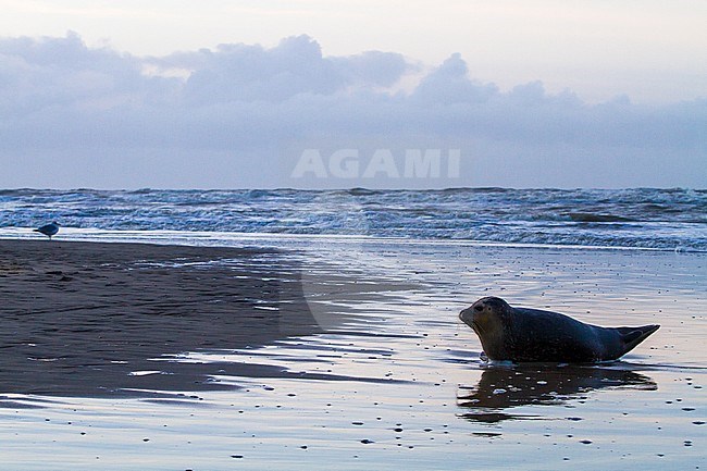 Common Seal, Phoca vitulina, immature animal resting on the beach with high tide at sunset during storm. Silhouet of the seal in the foreground of the landscape with a Herring Gull in the background. stock-image by Agami/Menno van Duijn,