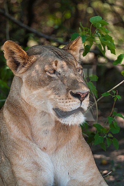 Close up portrait of a sub-adult lioness, Panthera leo, resting. Chobe National Park, Botswana. stock-image by Agami/Sergio Pitamitz,