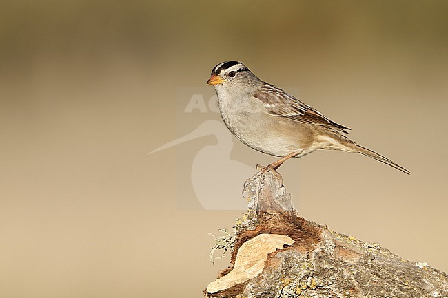 Adult
Santa Barbara Co., CA
November 2021 stock-image by Agami/Brian E Small,