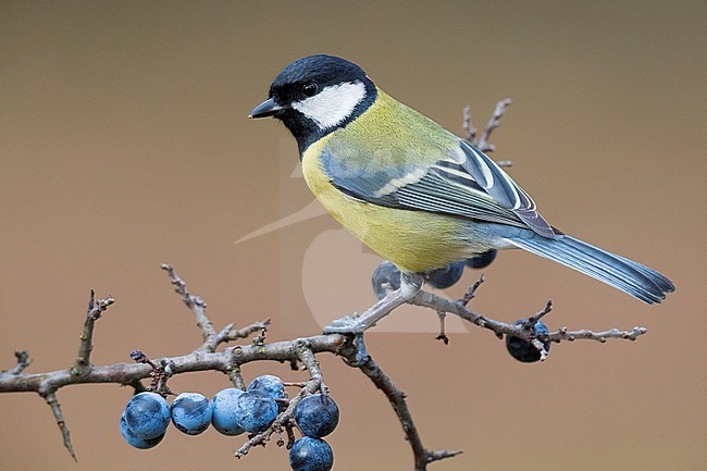 Great Tit (Parus major aphrodite), adult standing on blackthorn branch stock-image by Agami/Saverio Gatto,