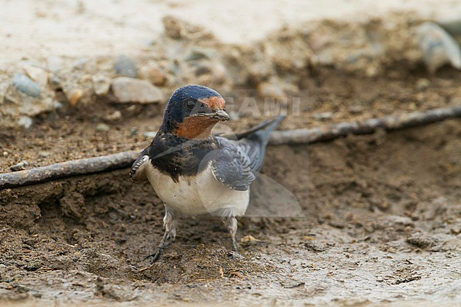 Mud collecting adult Barn Swallow (Hirundo rustica rustica) standing on the ground in Kazakhstan. stock-image by Agami/Ralph Martin,
