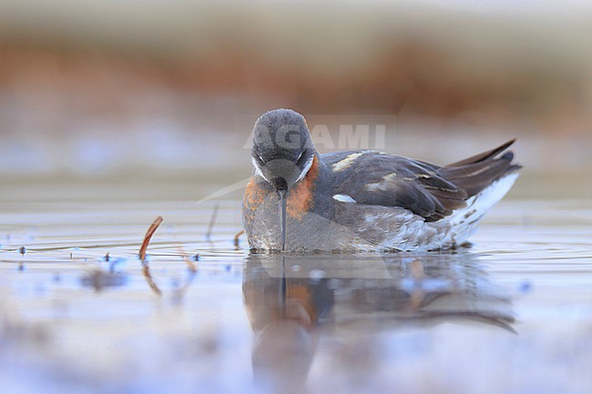Red-necked Phalarope (Phalaropus lobatus) taken the 15/06/2022 at Barrow - Alaska. stock-image by Agami/Nicolas Bastide,
