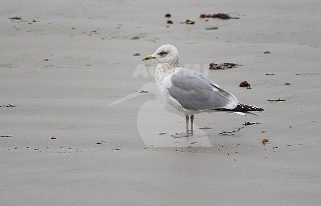 Fourth winter Thayer's Gull (Larus thayeri) in Spain. stock-image by Agami/Dani Lopez-Velasco,