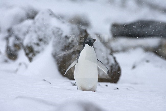 Adelie Penguin in the snow; Adelie Pinguin in de sneeuw stock-image by Agami/Marc Guyt,