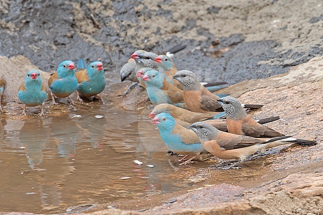 Grey-headed Silverbill (Spermestes griseicapilla) in Tanzania. Drinking at waterhole. Together with Blue-capped Cordon-bleu (Uraeginthus cyanocephalus). stock-image by Agami/Pete Morris,
