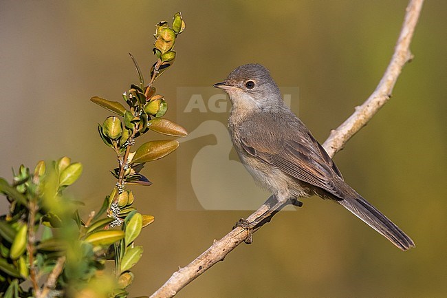 Western Subalpine Warbler (Sylvia inornata) in Verdon, France. stock-image by Agami/Daniele Occhiato,