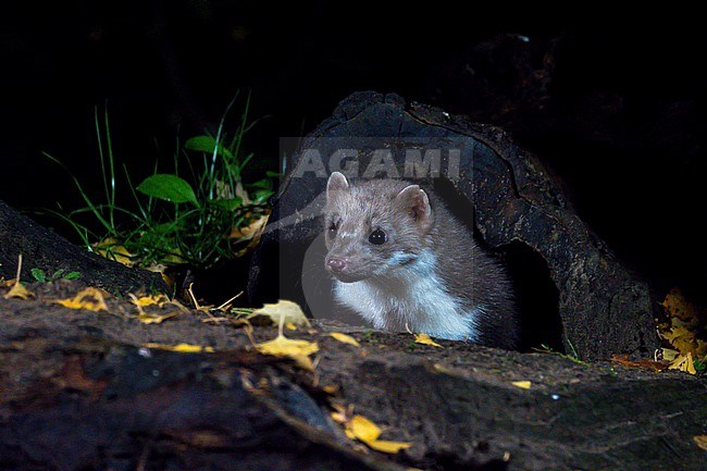 Stone, Marten is looking into the camera from under a dead tree. The picture is taken at night. The background is black. stock-image by Agami/Hans Germeraad,