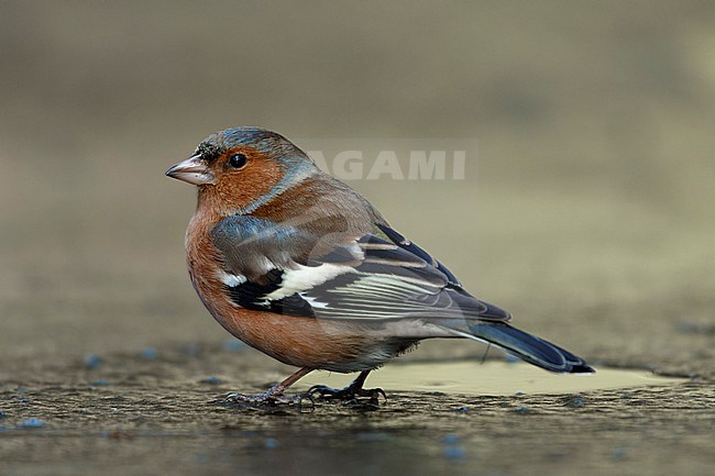 Common Chaffinch (Fringilla coelebs) standing on ice. stock-image by Agami/Walter Soestbergen,