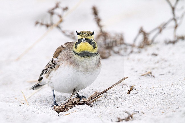 Shore Lark - Ohrenlerche - Eremophila alpestris flava, Germany stock-image by Agami/Ralph Martin,