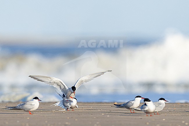  stock-image by Agami/Menno van Duijn,