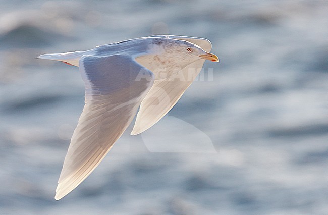 Volwassen Grote Burgemeester in de vlucht; Adult Glaucous Gull in flight stock-image by Agami/Markus Varesvuo,