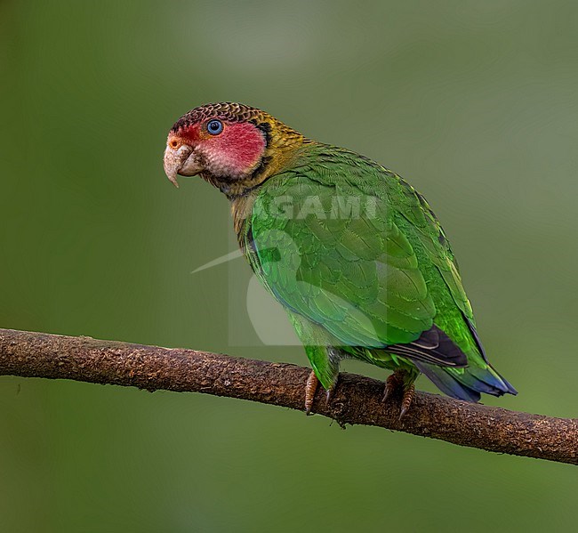 Rose-faced Parrot, Pyrilia pulchra, perched in a tree in Ecuador. stock-image by Agami/Dustin Chen,