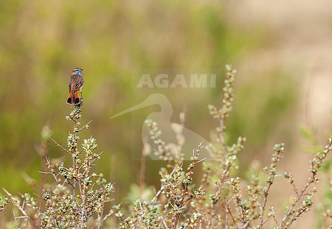 Adult male White-spotted bluethroat (Luscinia svecica cyanecula) in dunes of Katwijk, the Netherlands. stock-image by Agami/Marc Guyt,