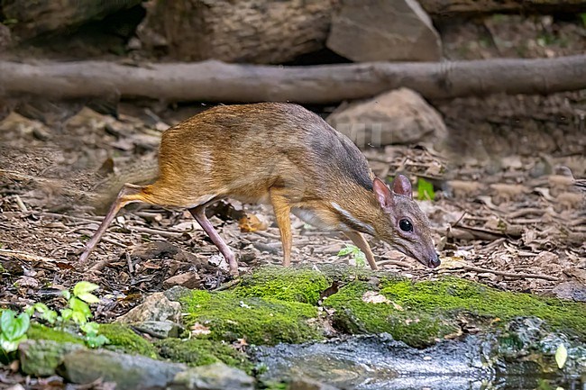 Mouse deer, Tragulus kanchil stock-image by Agami/Hans Germeraad,