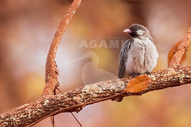Greater Honeyguide (Indicator indicator) perched on a branch in Tanzania. stock-image by Agami/Dubi Shapiro,