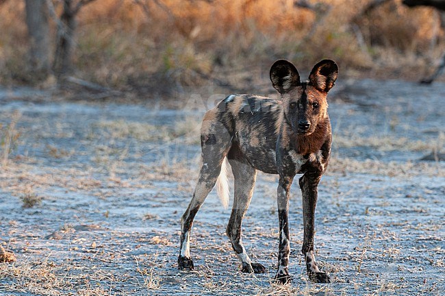 Portrait of an endangered African wild dog Cape hunting dog, or painted wolf, Lycaon pictus. Nxai Pan National Park, Botswana. stock-image by Agami/Sergio Pitamitz,