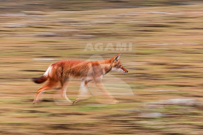Slow speed picture of an Ethiopian wolf (Canis simensis) walking in the highlands of Ethiopia. Also known as the Simien jackal, Simien fox or Abyssinian wolf, is an endangered canine endemic to the Ethiopian Highlands. stock-image by Agami/Rafael Armada,