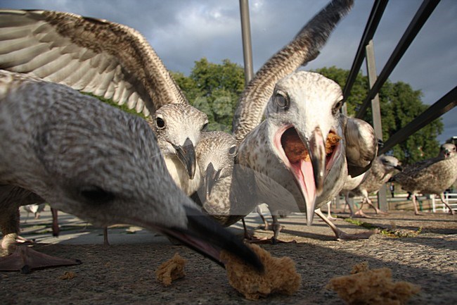 Zilvermeeuw onvolwassen brood etend; Herring Gull juveniles eating bread stock-image by Agami/Chris van Rijswijk,