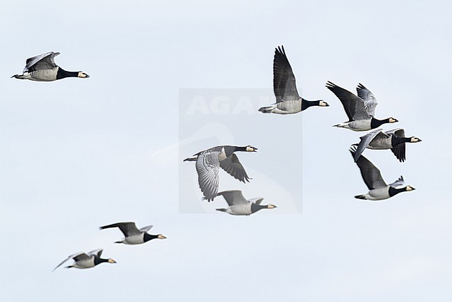 flock of barnacle goose (branta leucopsis) in flight during autumn migration, found at Fehmarn at the Baltic Sea in Germany stock-image by Agami/Mathias Putze,