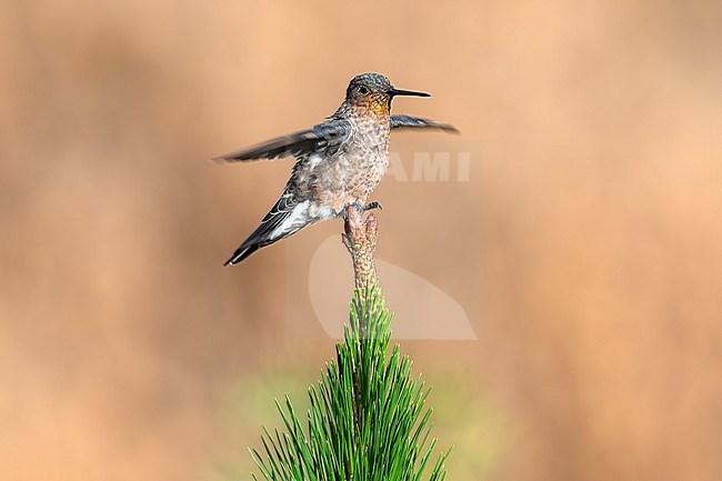 A Giant Hummingbird (Patagona gigas) is finding its balance on top of a pine tree just outside of Lima, Peru. This is the biggest hummingbird with a wingspan of 21cm and a lenght of 23cm. stock-image by Agami/Jacob Garvelink,