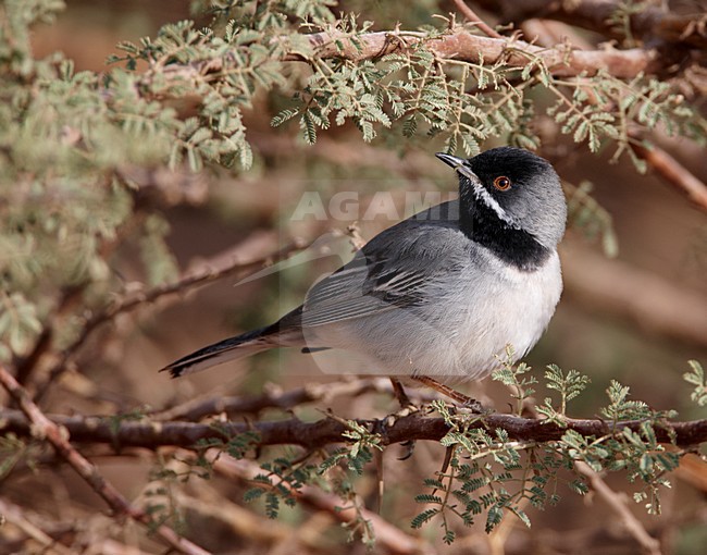 RÃ¼ppell's Warbler (Sylvia rueppelli)Israel March 2009 stock-image by Agami/Markus Varesvuo,