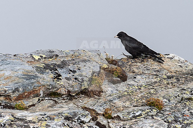 Immature Alpine Chough (Pyrrhocorax graculus) in the Austrian Alps. stock-image by Agami/Marc Guyt,