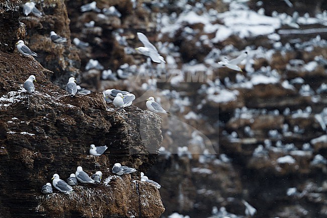 Black-legged Kittiwake (Rissa tridactyla) at a breeding colony in arctic Norway during early spring. stock-image by Agami/Ralph Martin,