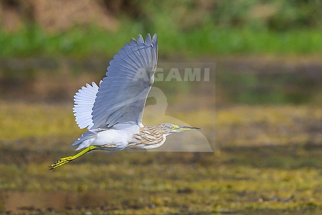 Indian Pond Heron, Ardeola grayii, in flight. stock-image by Agami/Sylvain Reyt,