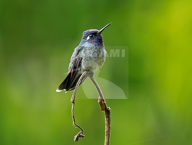 Violet-headed Hummingbird (Klais guimeti) male perched on a thin twig with plain background stock-image by Agami/Andy & Gill Swash ,