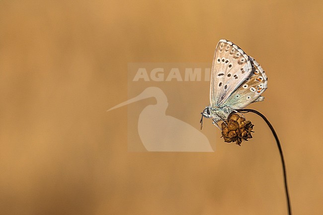 Bleek blauwtje, Chalk-hill Blue, Polyommatus coridon stock-image by Agami/Wil Leurs,