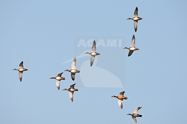 Vliegende groep Krakeenden. Flying flock of Gadwalls. stock-image by Agami/Ran Schols,