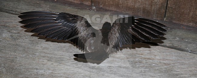 Chinees Stormvogeltje 's nachts aan boord van een expeditieschip; Swinhoe's Storm-Petrel (Oceanodroma monorhis) during the night on board of an expedition cruiseship in Indoensia. stock-image by Agami/James Eaton,