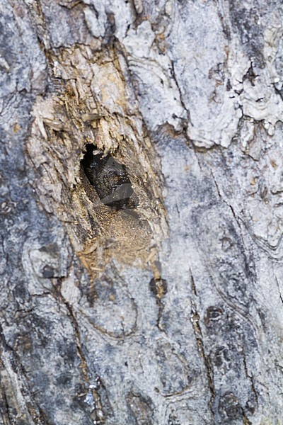 Megopis scabricornis - Körnerbock, Germany, imago in its hole stock-image by Agami/Ralph Martin,